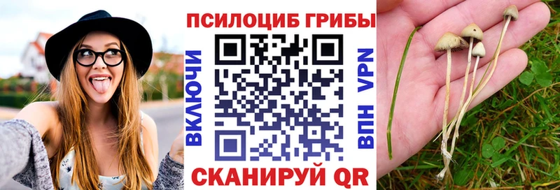 Галлюциногенные грибы Psilocybine cubensis  blacksprut ссылки  Коркино  купить закладку 